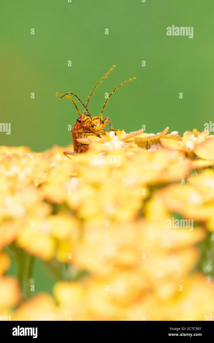 Rhagonycha fulva - coléoptères des soldats rouges - recouverts de grains de pollen se confond sur les fleurs de terre cuite d'Achillea dans le jardin britannique Banque D'Images