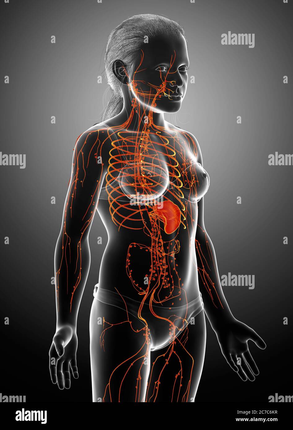 illustration médicale précise d'un système lymphatique féminin, rendue en 3d Banque D'Images