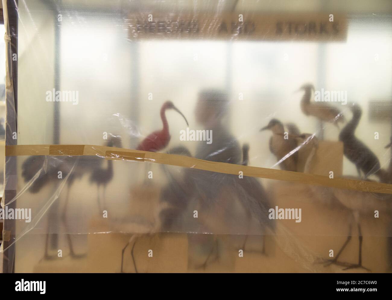 Un membre du personnel ajuste les couvertures protectrices d'un présentoir à la Natural History Gallery du Horniran Museum de Londres, alors qu'il se prépare à rouvrir ses portes au public le 30 juillet, suite à l'assouplissement des restrictions de confinement en Angleterre. Banque D'Images