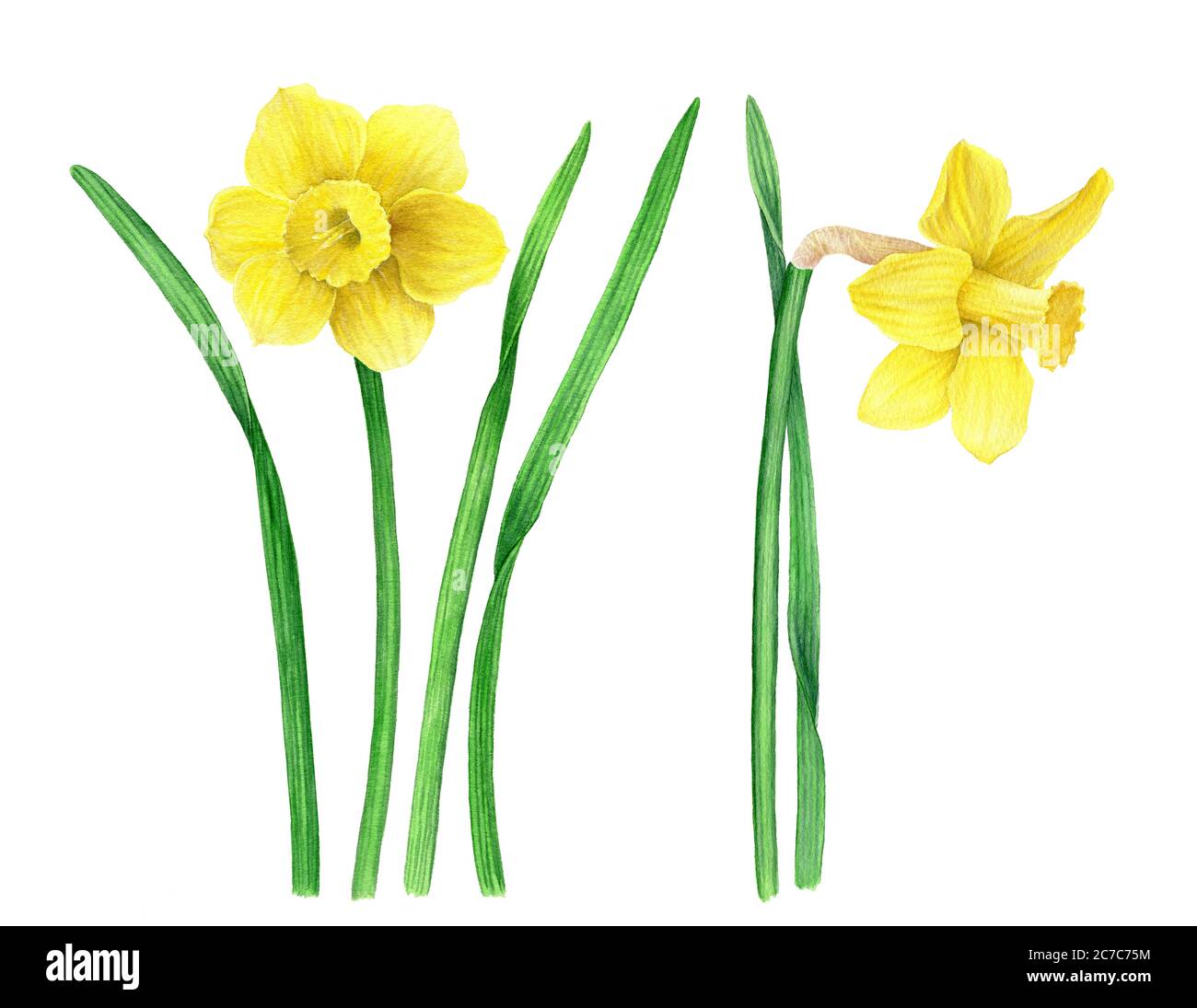 Collection vintage de daffodils jaunes aquarelle illustration botanique Banque D'Images