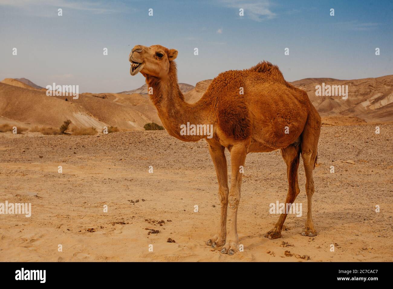 Chameau dans le désert en Israël, Negev Banque D'Images