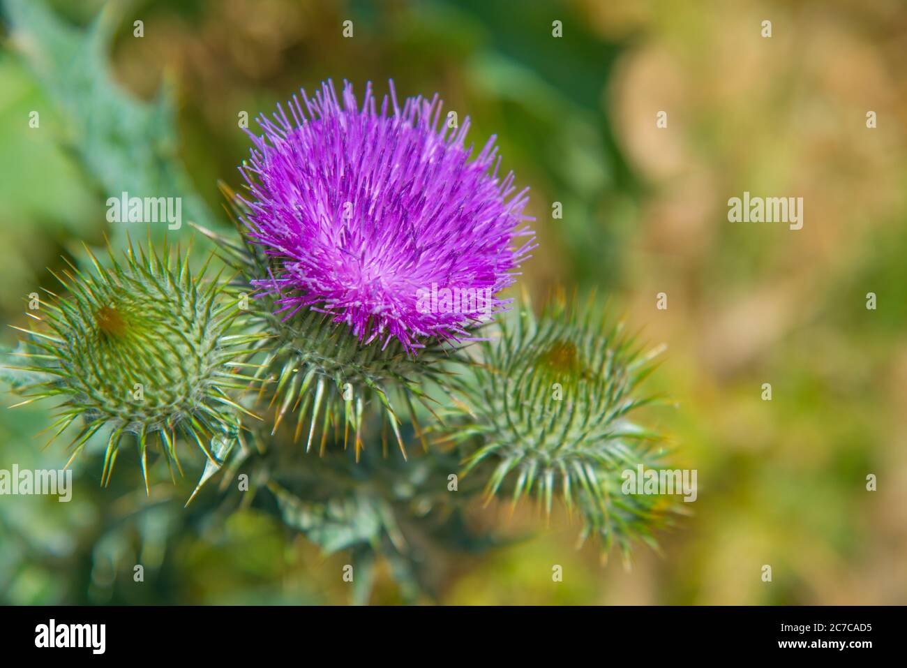 Fleur de chardon. Voir de très près. Banque D'Images