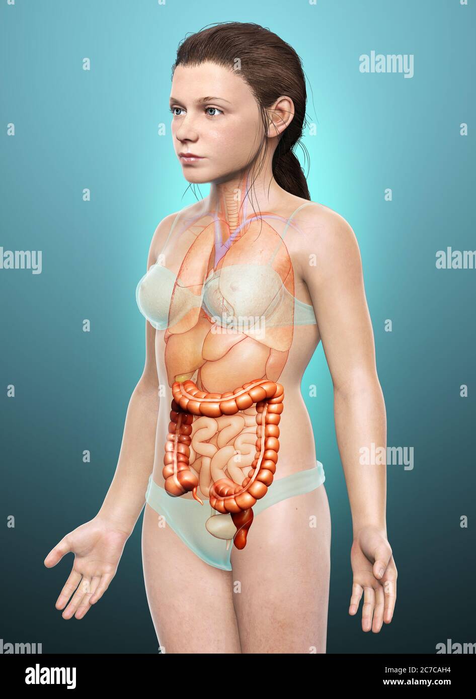 rendu 3d, illustration médicale précise de l'anatomie du gros intestin des filles Banque D'Images