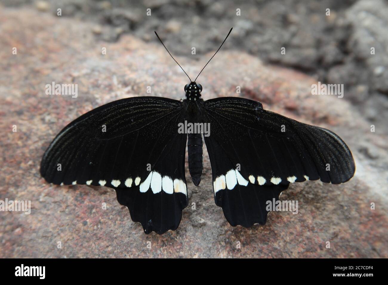 Gros plan d'un papillon avec des ailes noires et blanches bandes au bas des ailes Banque D'Images