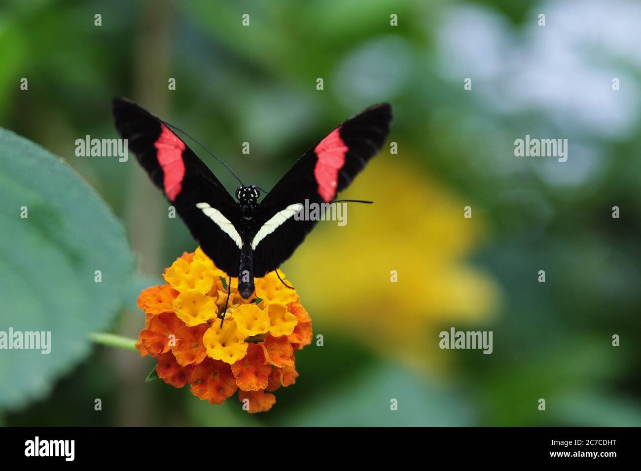 Gros plan d'un papillon avec des ailes noires, des bandes rouges et blanches, reposant sur une fleur jaune Banque D'Images
