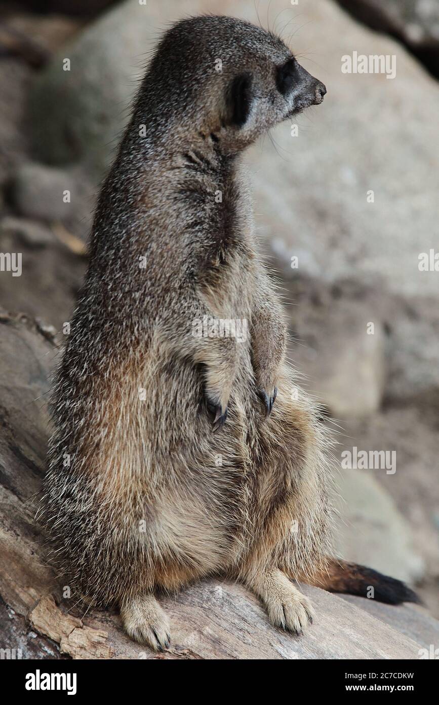 Gros plan d'un meerkat brun Suricata suricata assis sur un branche d'arbre mort Banque D'Images
