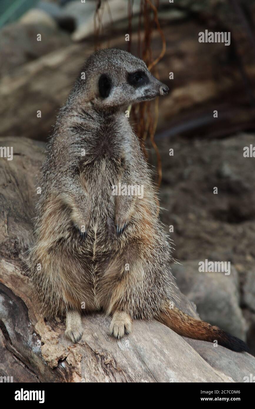 Gros plan d'un meerkat brun Suricata suricata assis sur un branche d'arbre mort Banque D'Images
