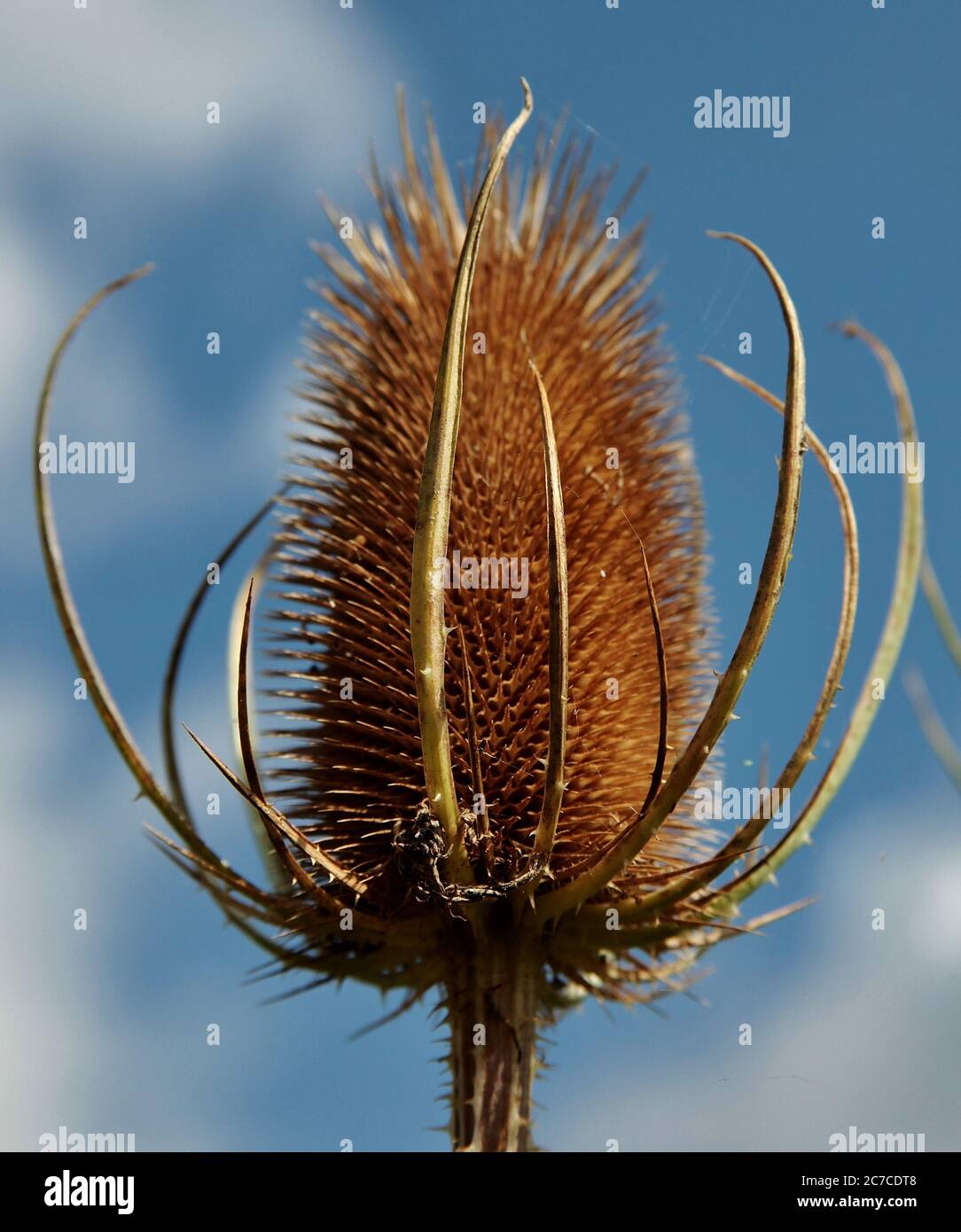 Gros plan d'une plante brune avec des pointes qui colle aux vêtements Photo  Stock - Alamy