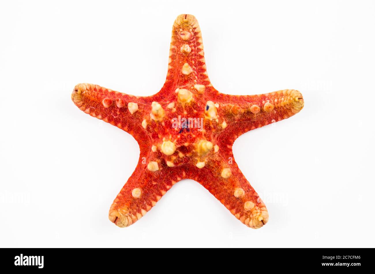 starfish isolé sur fond blanc. fossile trouvé sur les récifs de l'océan Banque D'Images