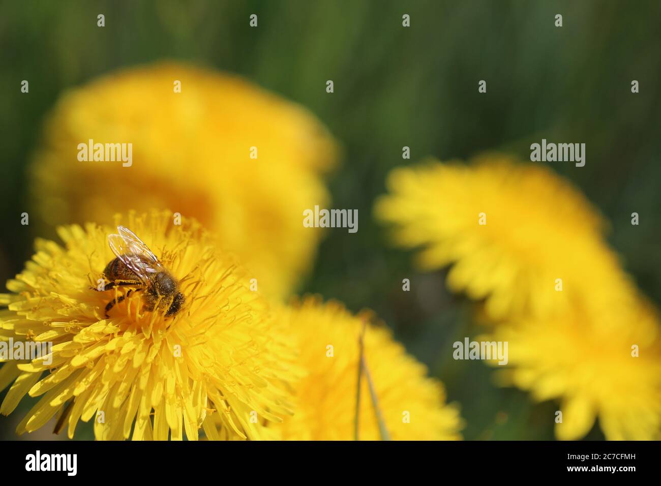 Abeille sur une fleur de pissenlit collectant le nectar Banque D'Images