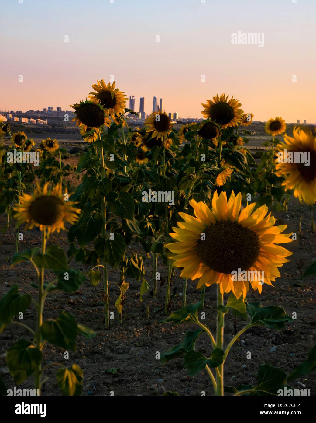 profitez de ce que mes yeux voient Banque D'Images