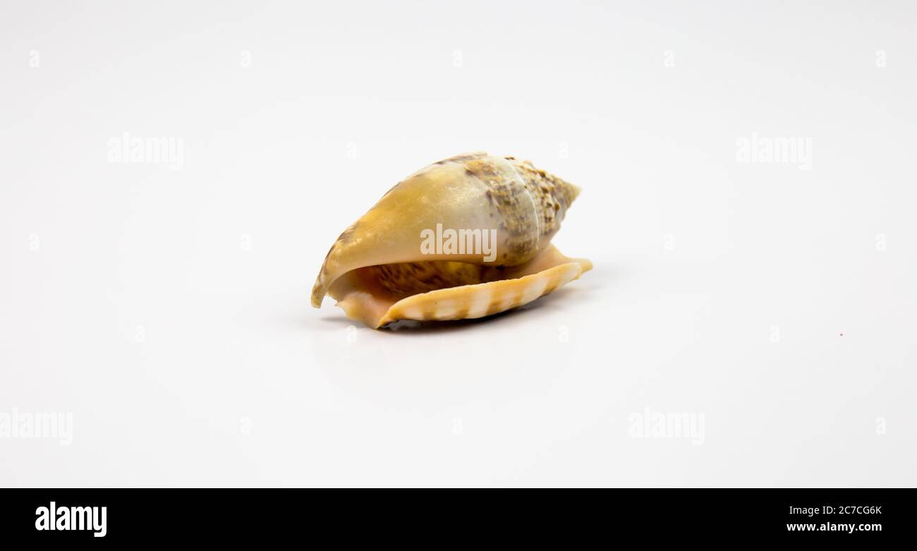 fond blanc avec motifs marins, coquillages fossiles. Banque D'Images