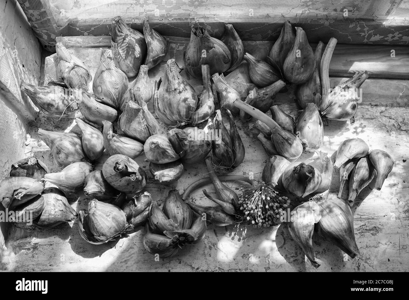 Récolte. Les oignons sont séchés dans une grange du village Banque D'Images