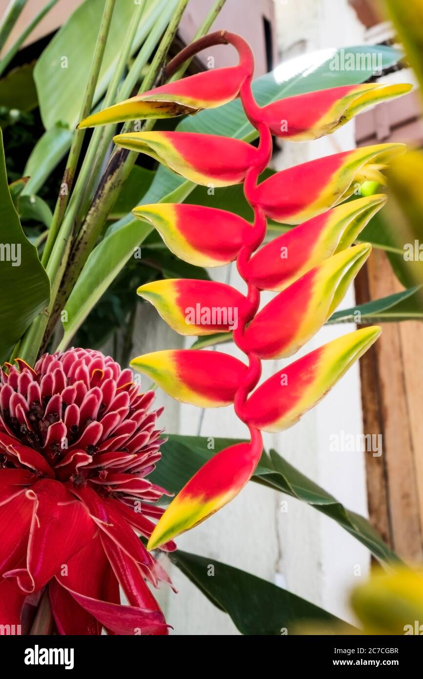 Etlingera elatior, également connu sous le nom de Torch Ginger, outre une inflorescence Heliconia rostrata Banque D'Images