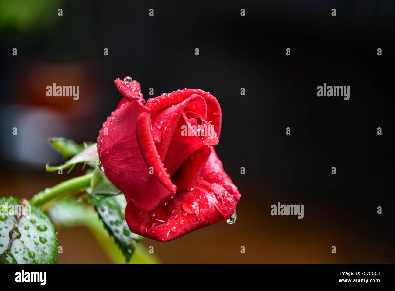 Fleur d'une rose rouge sous la pluie. Beauté et fraîcheur dans la nature. Banque D'Images