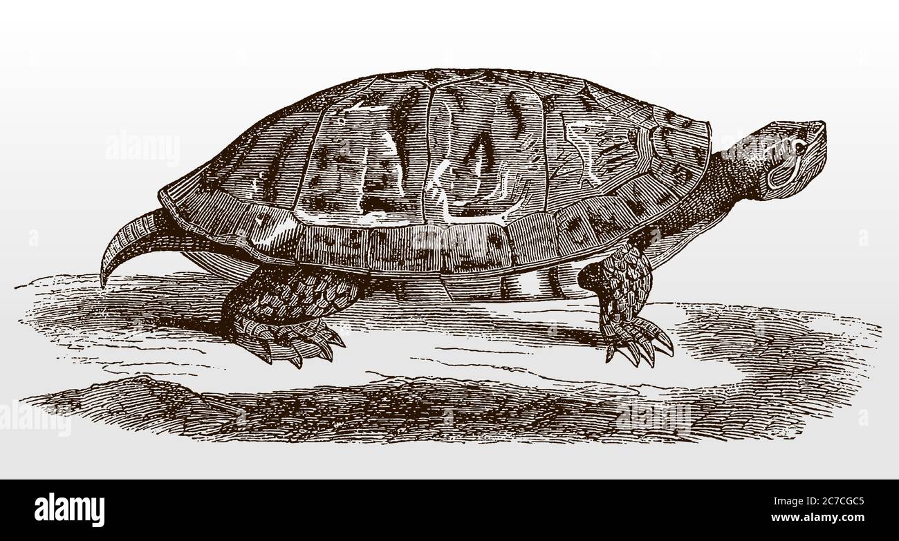 Tortue à ventre rouge du nord ou cococootier, pseudemys rubriventris des États-Unis en vue latérale après une illustration antique du XIXe siècle Illustration de Vecteur