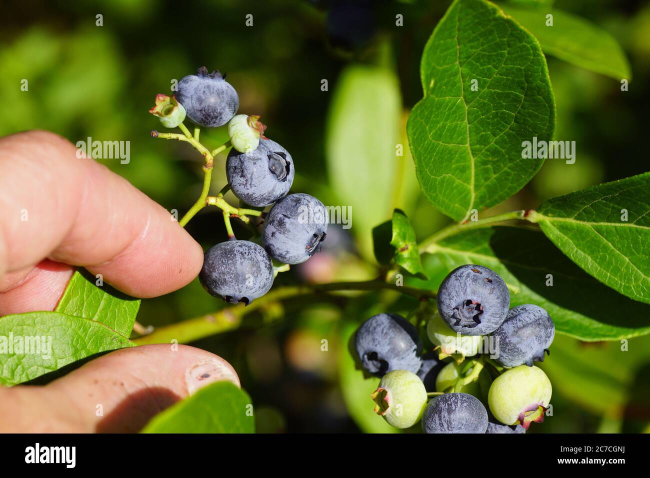 Cueillette de baies mûres de bleuets de la haute-buisson du Nord (Vaccinium corymbosum). Famille des Ericacées. Été, Bergen, pays-Bas juillet Banque D'Images