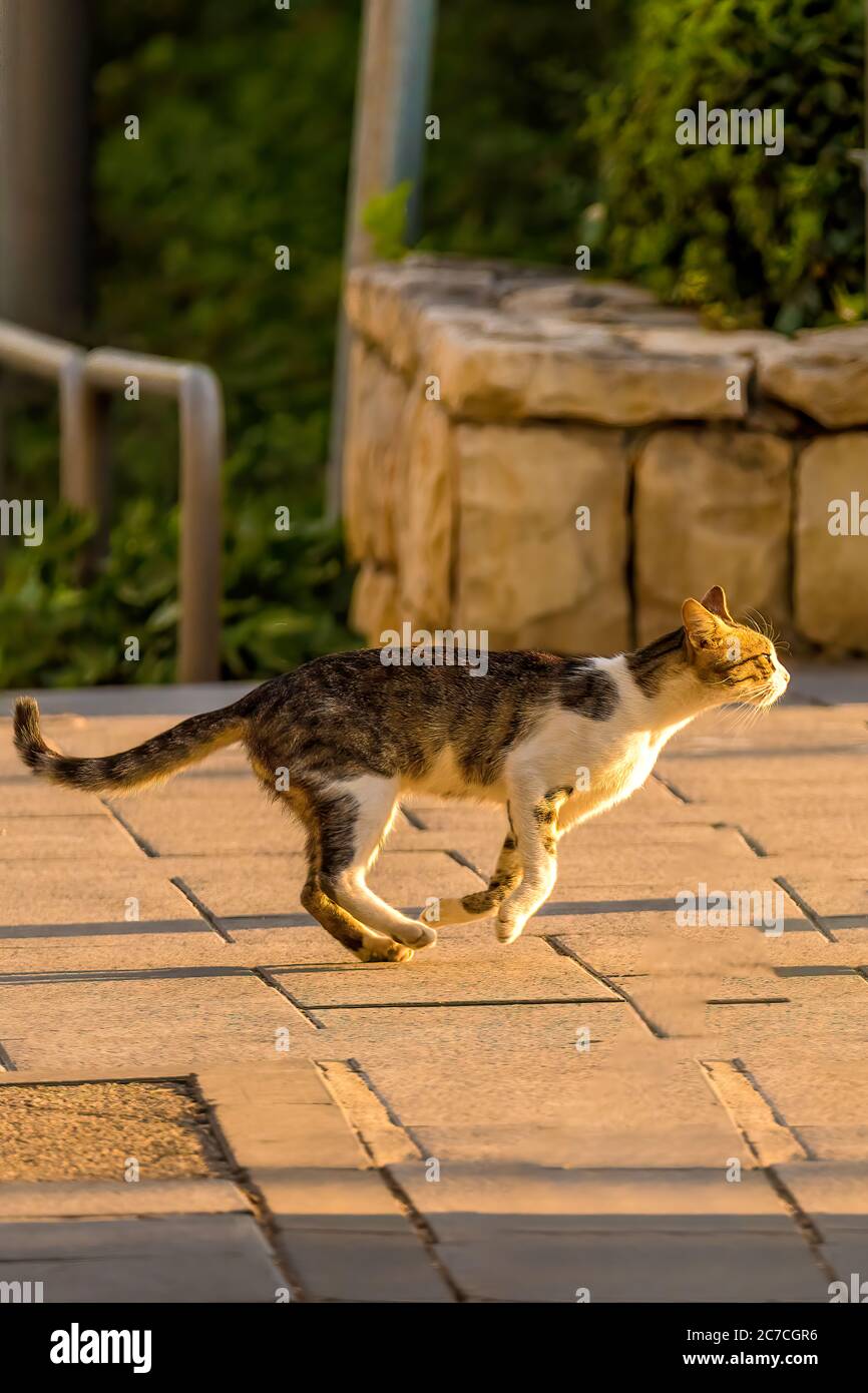 Cat en marche. Banque D'Images