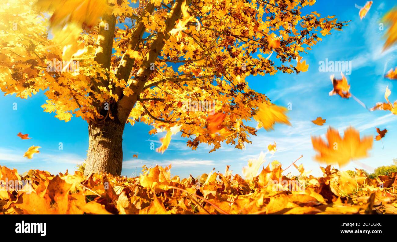 Érable contre le ciel bleu sur une belle journée d'automne, avec les feuilles jaunes tomber au sol Banque D'Images