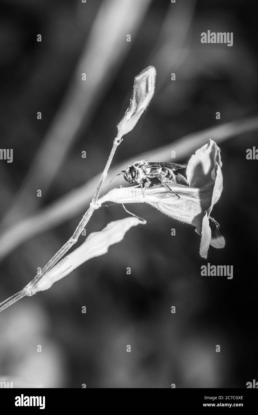 Petite abeille orange et noire se nourrissant d'une fleur blanche et pourpre en fleur, Ishasha, Ouganda Banque D'Images