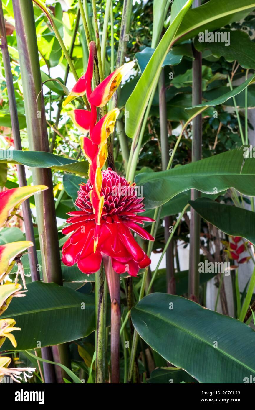 Etlingera elatior, également connu sous le nom de Torch Ginger, outre une inflorescence Heliconia rostrata Banque D'Images