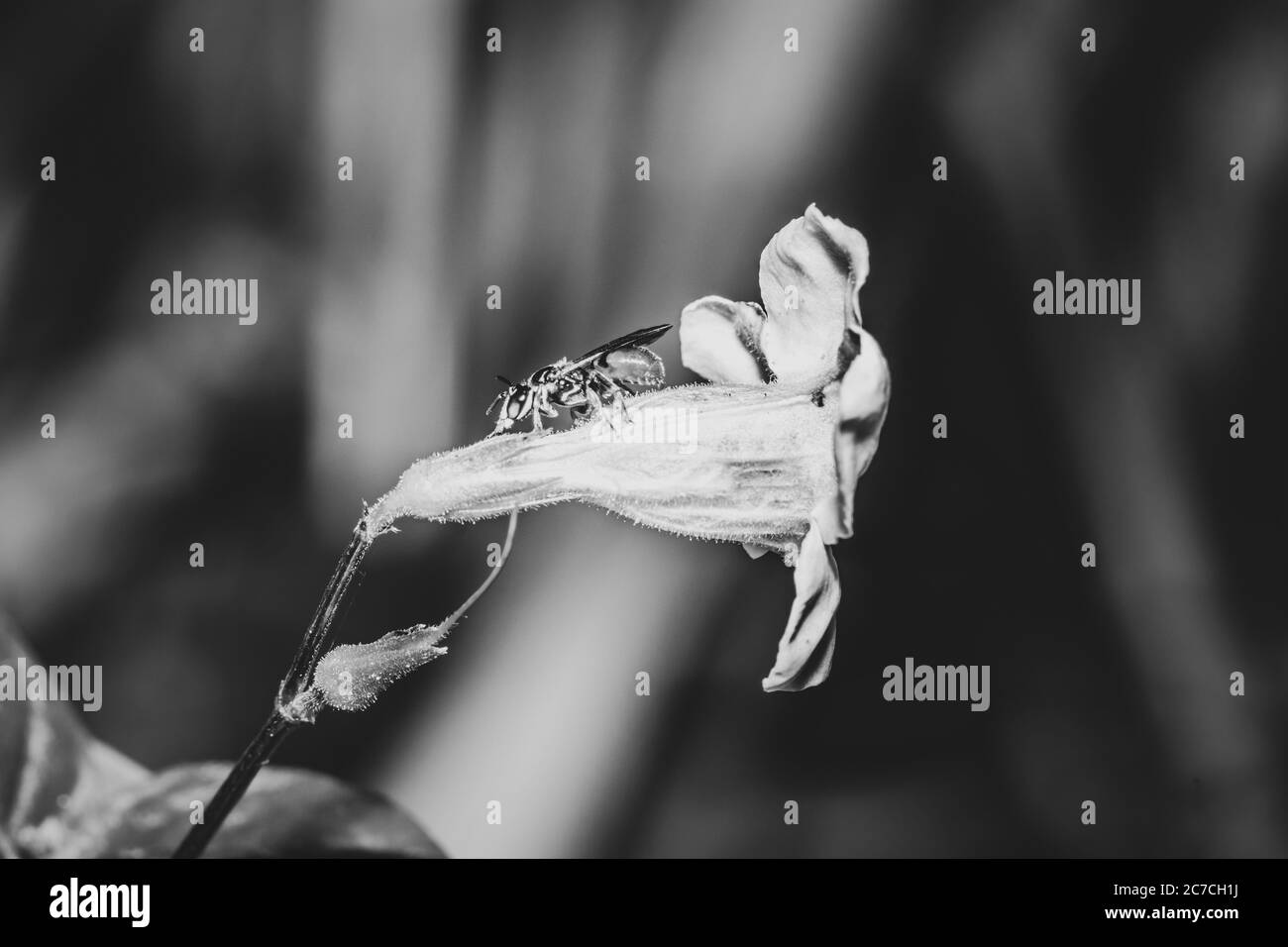 Petite abeille orange et noire se nourrissant d'une fleur blanche et pourpre en fleur, Ishasha, Ouganda Banque D'Images