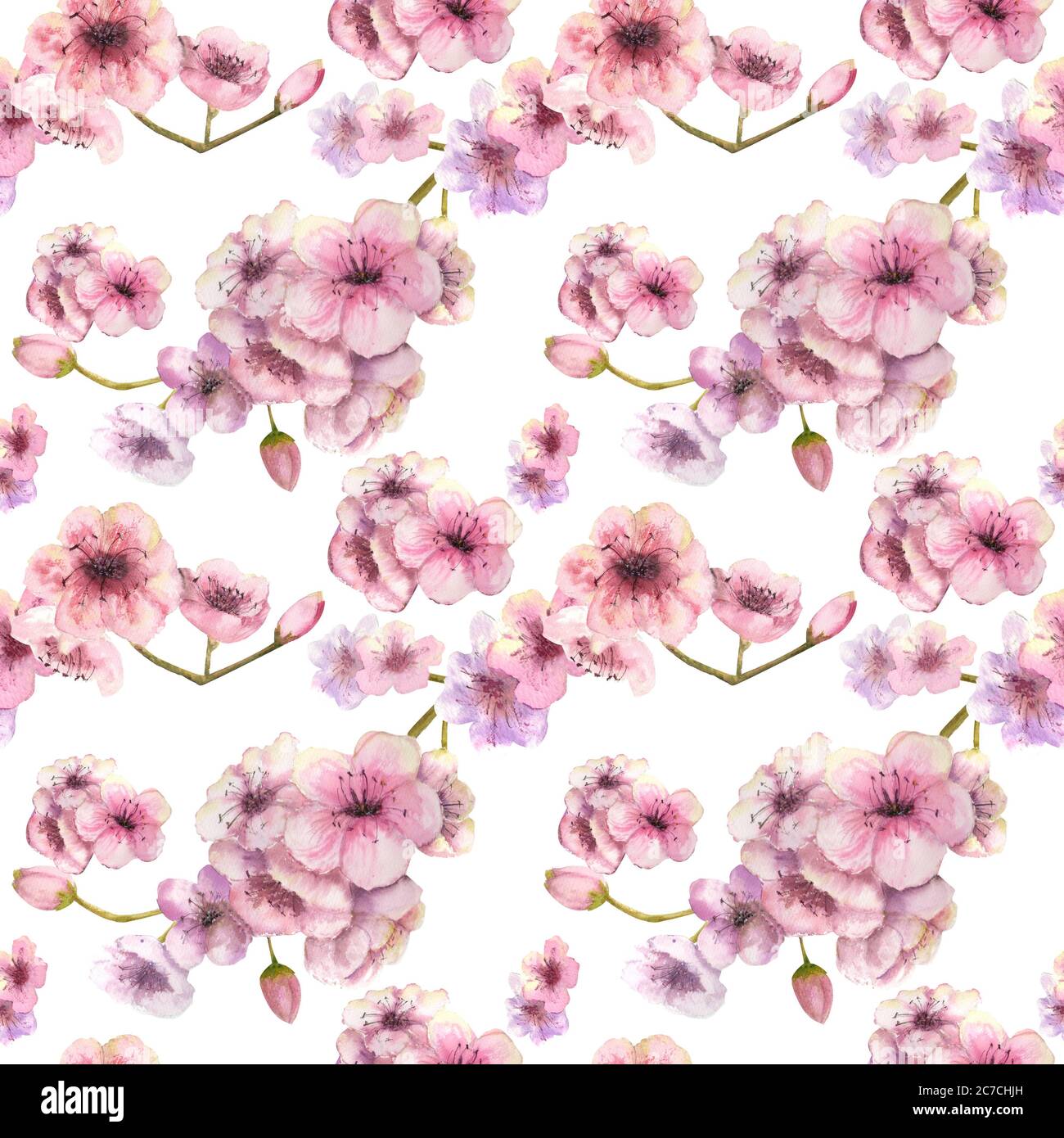 Motif sans couture. Couleur cerise. Branche Sakura avec fleurs roses sur fond blanc. Image du ressort. Illustration aquarelle. Elément de conception. Banque D'Images