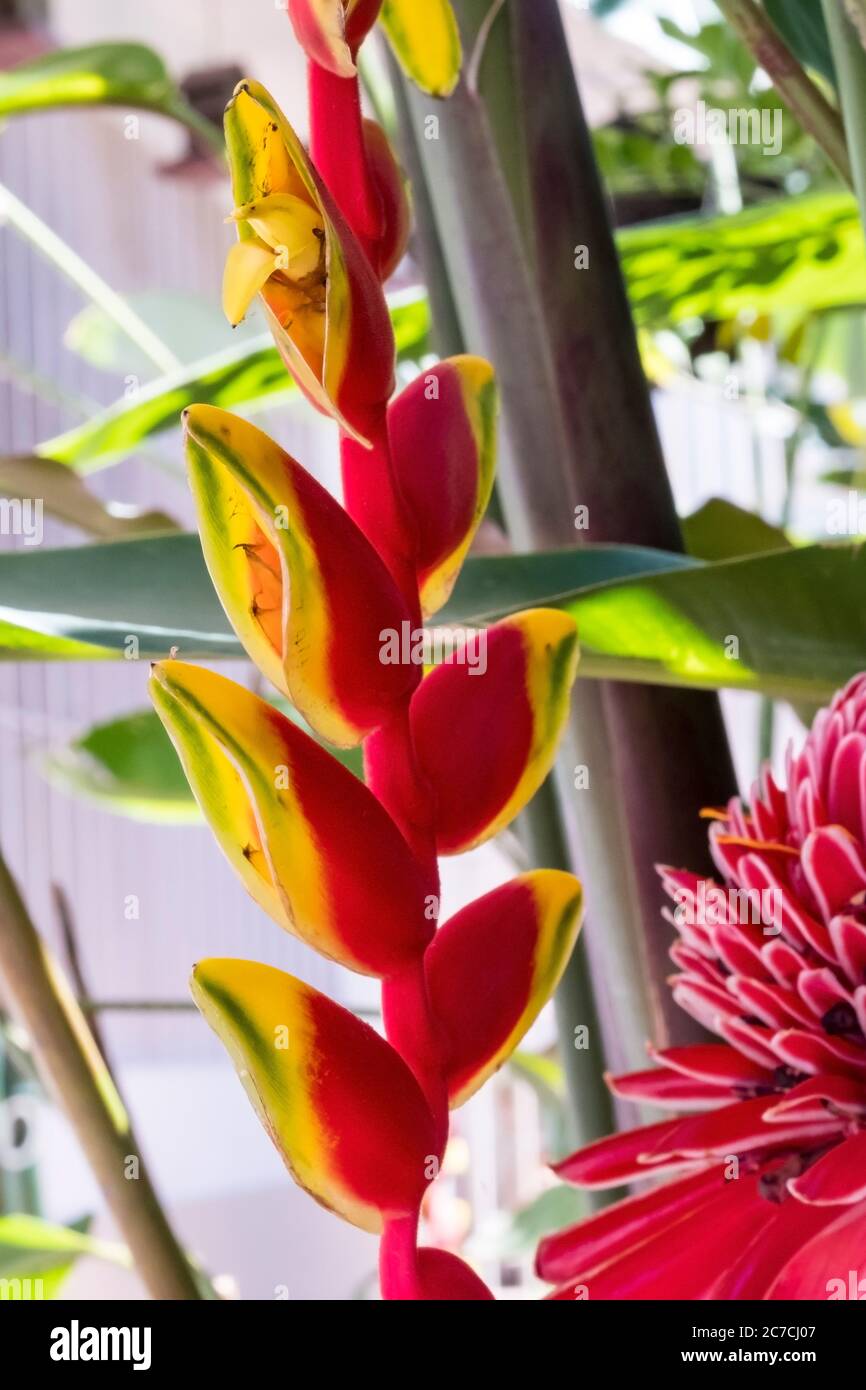 Heliconia rostrata inflorescence en plus d'un Etlingera elatior, également connu sous le nom de Torch Ginger Banque D'Images