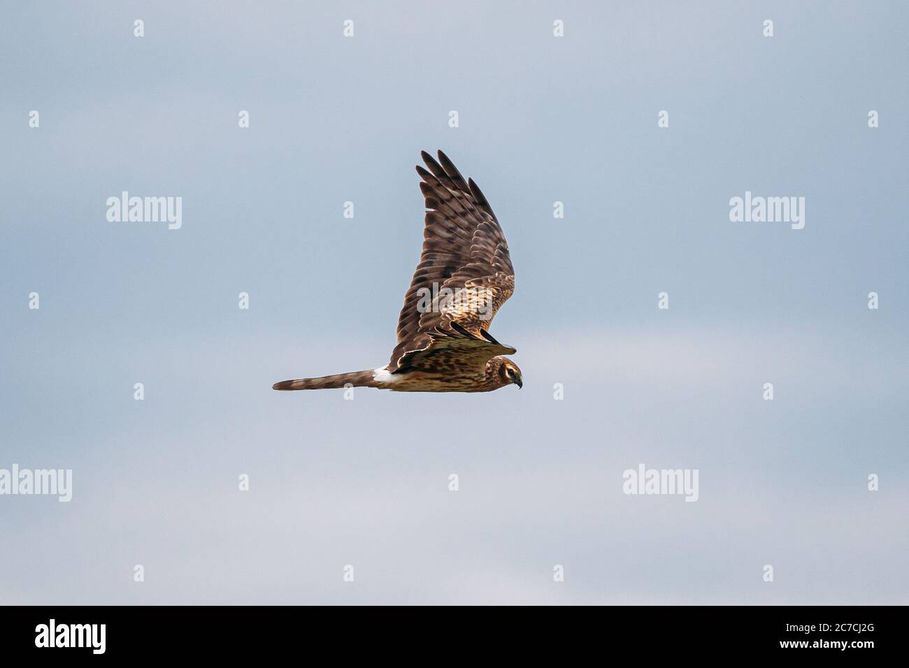 Hen Harrier ou Circus cyaneus Wild Bird vole dans Blue Sky en Biélorussie. Banque D'Images