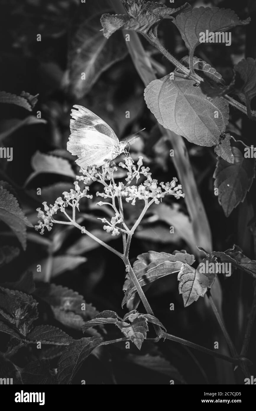 Papillons jaunes et blancs à veiné brun (Belenois aurota) assis sur des fleurs sauvages, Ishasha, Ouganda, Afrique Banque D'Images