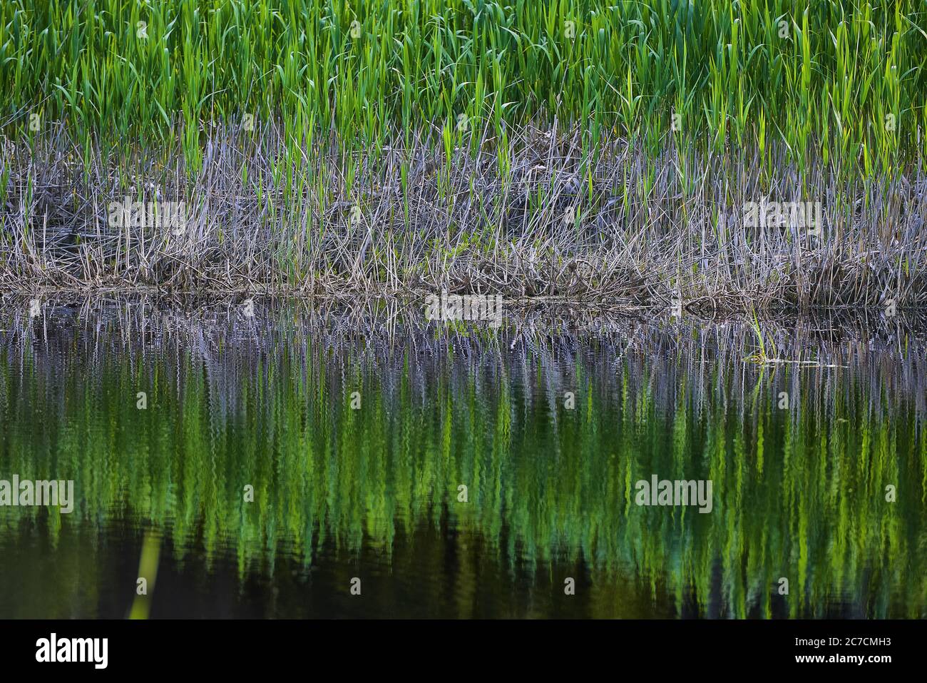 Superbe photo de l'eau reflétant l'herbe sur le côte Banque D'Images