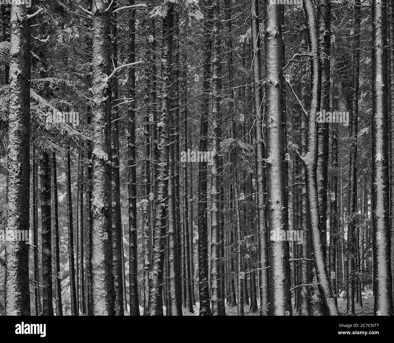 Gros plan d'une forêt enneigée en noir et blanc Banque D'Images