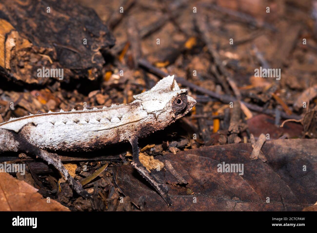 Chameleon à feuilles plaquées (Brookesia stumpffi), marchant sur le sol, Nosy Komba, Madagascar Banque D'Images