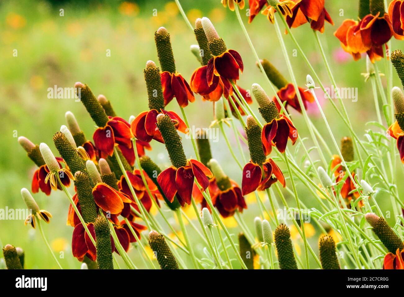 Red Mexican Hat Ratibida chronifera Banque D'Images