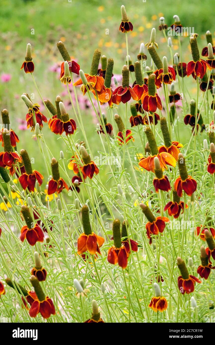 Mexican Hat Ratibida columnifera Banque D'Images