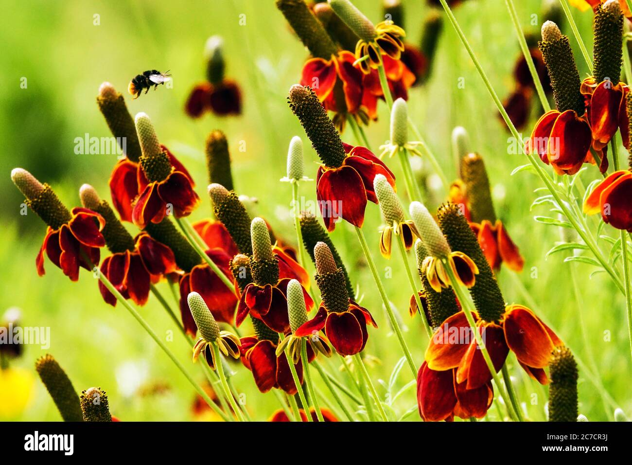 Chapeau mexicain Ratibida chronifera bourdon Banque D'Images