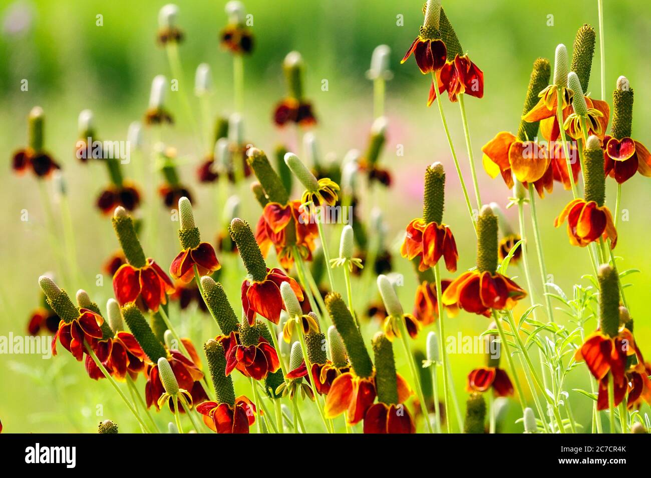Chapeau mexicain orange Ratibida chronifera Banque D'Images