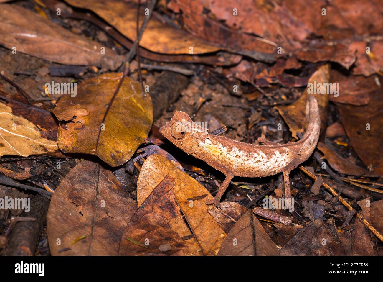 Chameleon à feuilles plaquées (Brookesia stumpffi), marchant sur le sol, Nosy Komba, Madagascar Banque D'Images