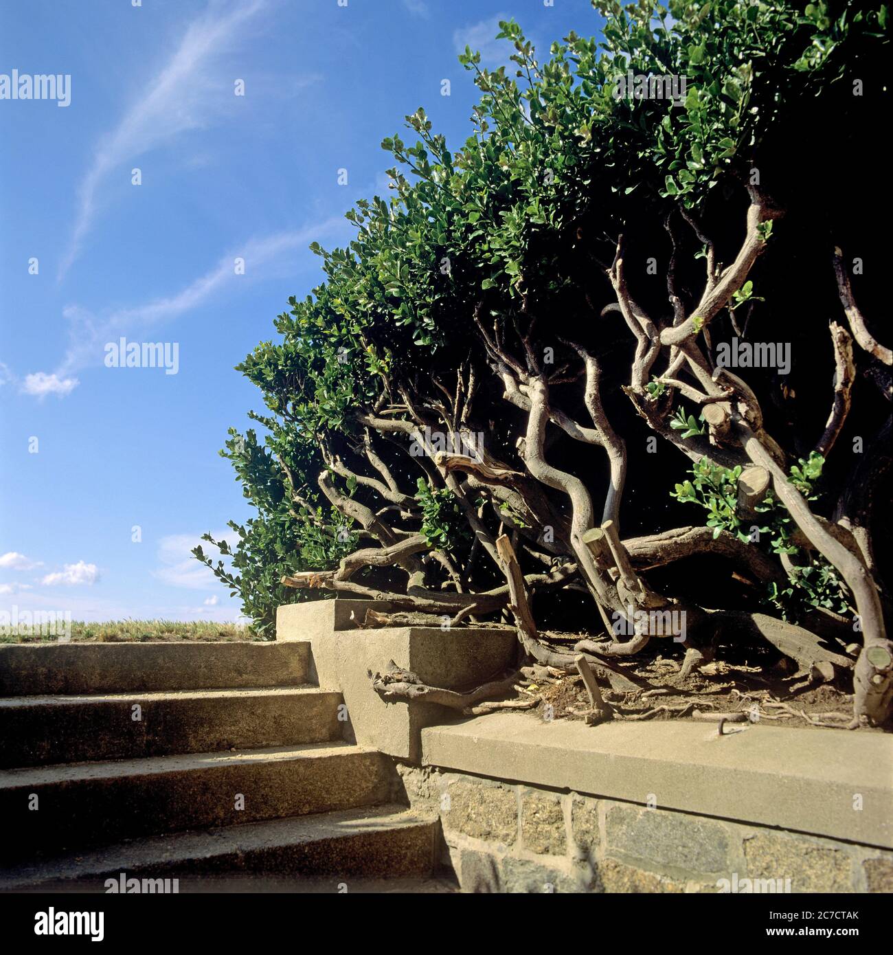 Image d'un escalier en pierre et d'une végétation, France Banque D'Images