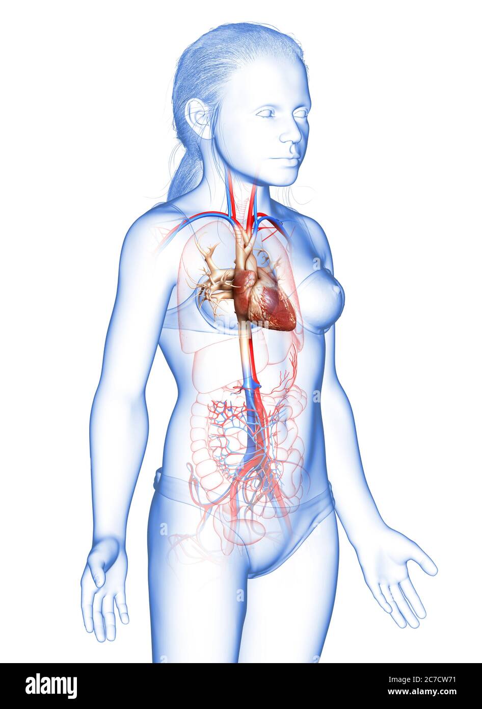 3d rendu médicalement précis illustration du cœur de la jeune fille Banque D'Images