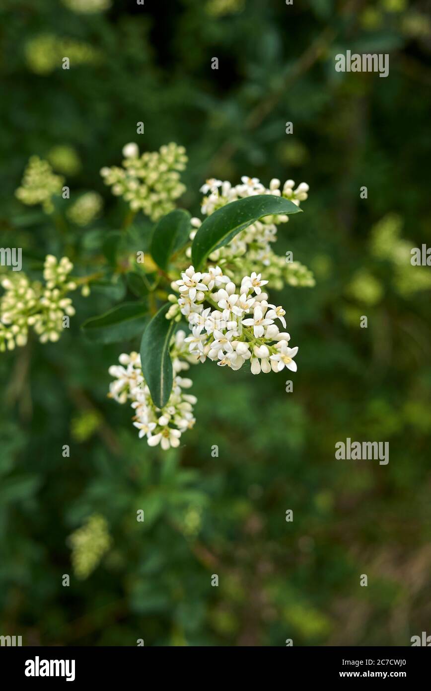 Fleur blanche de Ligustrum vulgare Banque D'Images