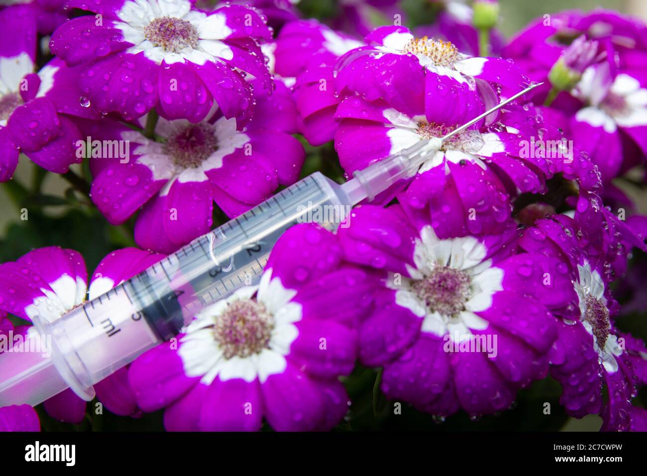 Gros plan de la seringue et de la fleur de couleur violette isolée sur blanc Banque D'Images