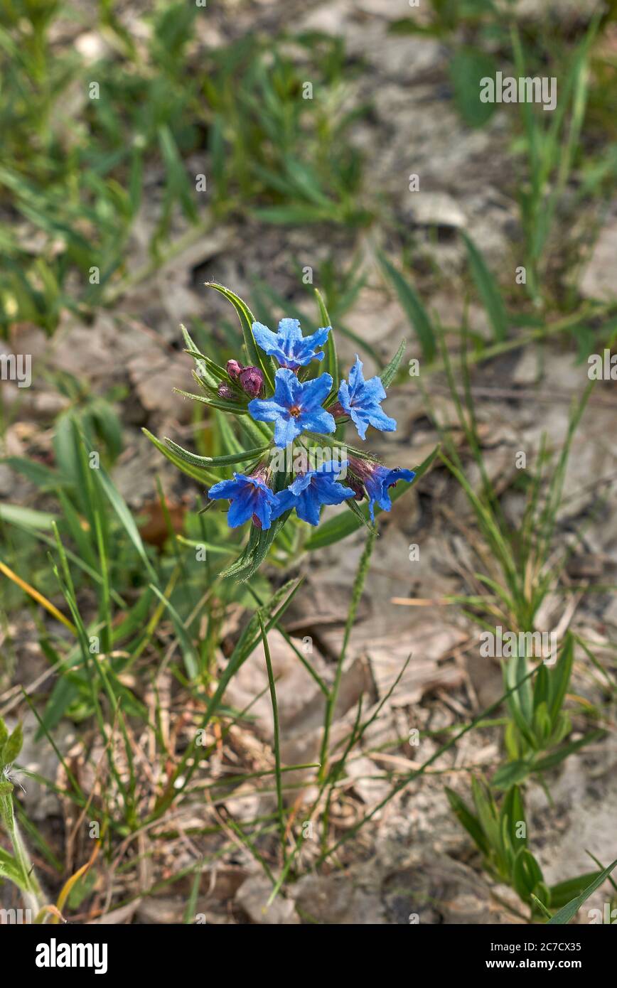 Lithospermum purpurocaeruléum bleu fleurs pourpres Banque D'Images