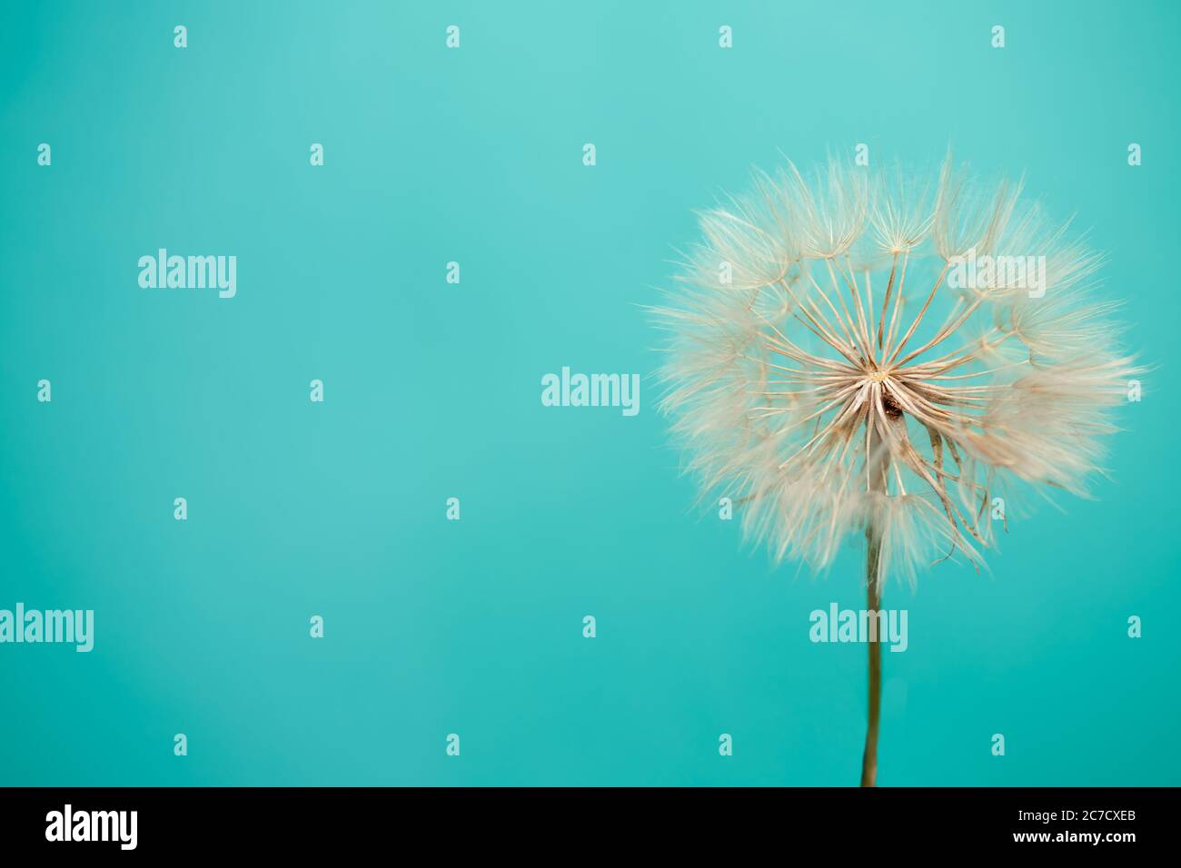 De belles graines de pissenlit de fleur de pissenlit sur fond bleu Banque D'Images