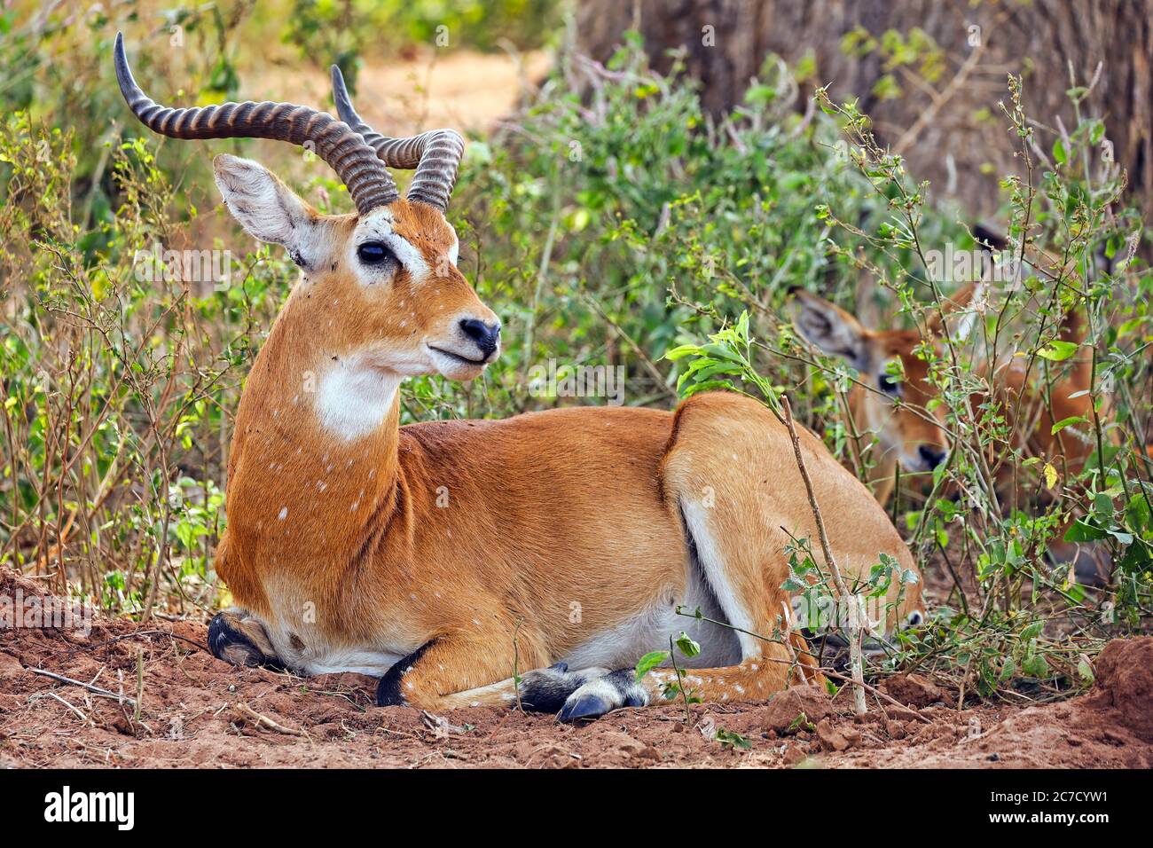 Kob ougandais, Parc national de Murchison Falls Ouganda (Kobus thomasi) Banque D'Images