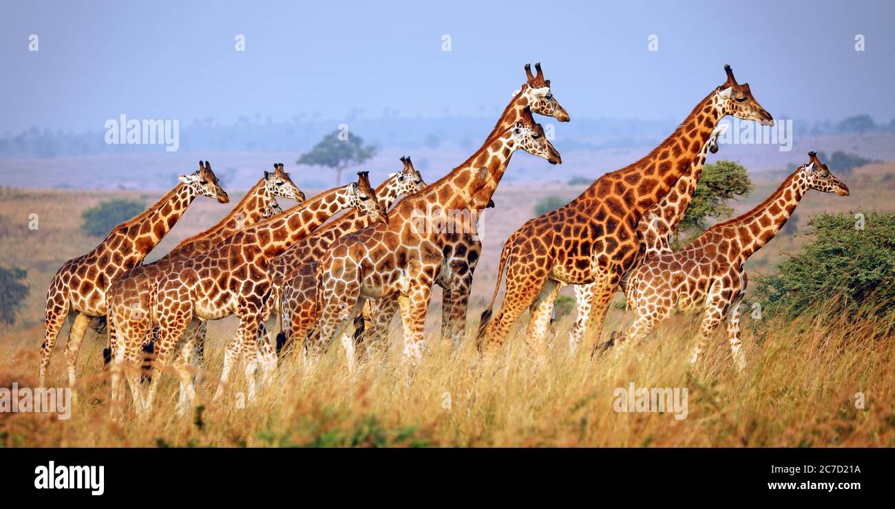 Girafe Ougandaise, Parc National De Murchison Falls Ugand Banque D'Images