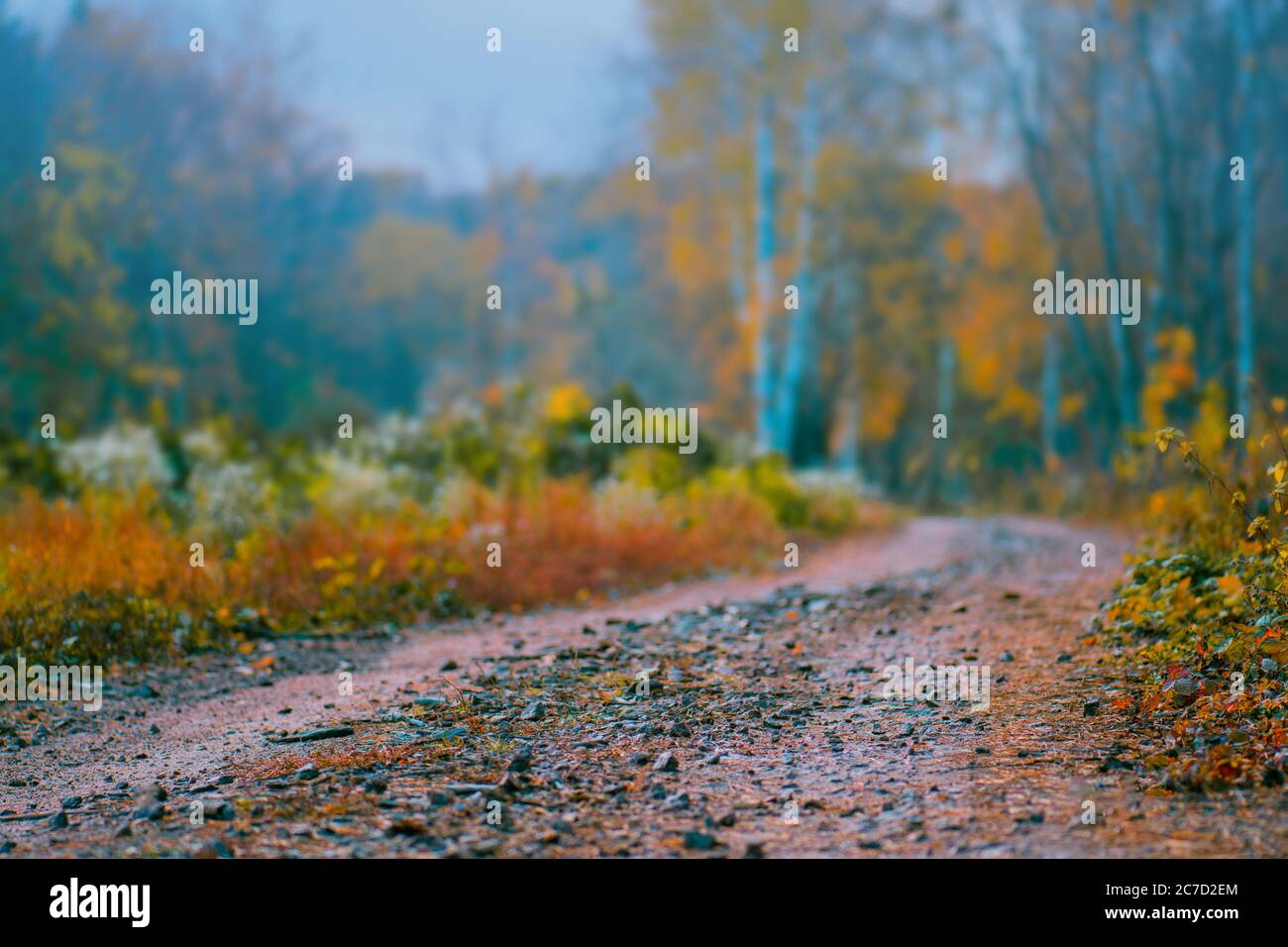 La route passant par le parc à l'atmosphère mystique sombre. Forêt de fées mystérieuse dans un brouillard. Forêt d'automne brumeuse. Automne forêt sombre avec route rurale Banque D'Images