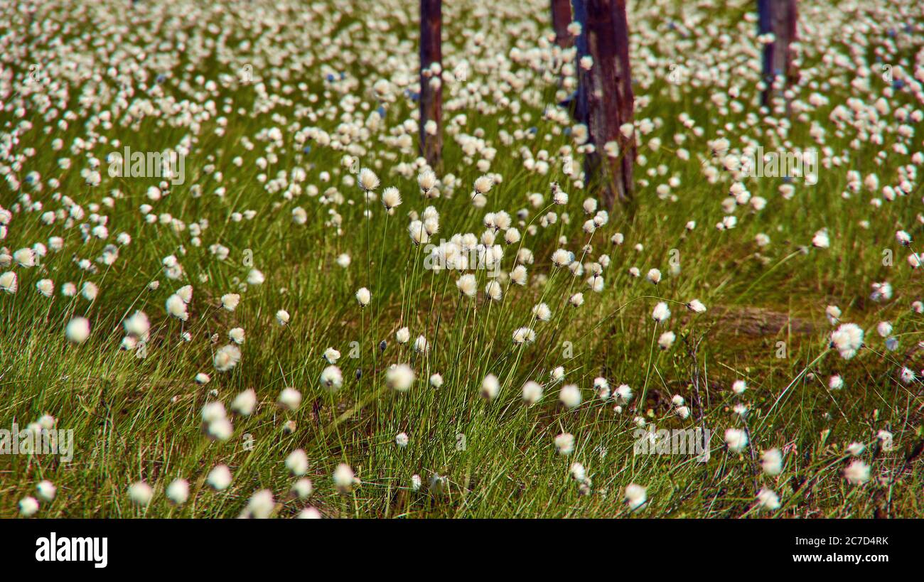 Le coton arctique, Eriophorum callitrix, plante arctique vivace de la famille des Cyperaceae Banque D'Images