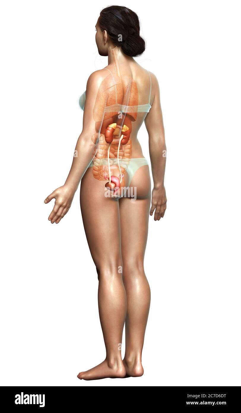 illustration médicale précise des reins féminins rendue en 3d Banque D'Images