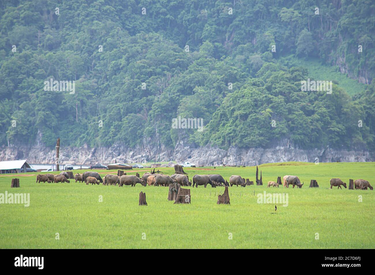 Un bison mangeant de l'herbe sur un pré fond eau et montagne floues au barrage Vajiralongkorn, Kanchanaburi , Thaïlande. Banque D'Images